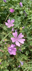 Malva sylvestris