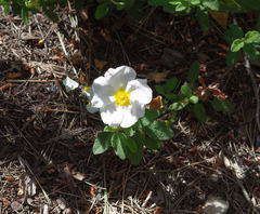 Cistus salviifolius