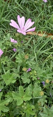 Malva sylvestris