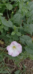 Convolvulus arvensis