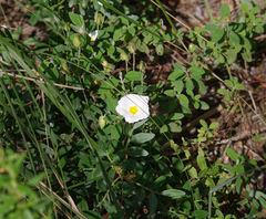 Cistus salviifolius