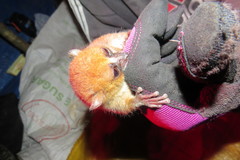 Microcebus rufus
