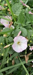 Convolvulus arvensis