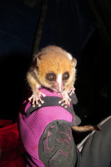Microcebus rufus