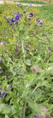 Anchusa officinalis