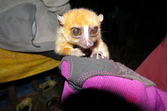 Microcebus rufus