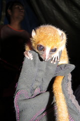 Microcebus rufus