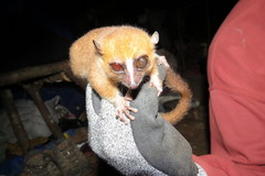 Microcebus rufus