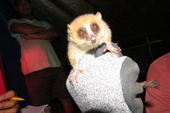 Microcebus rufus