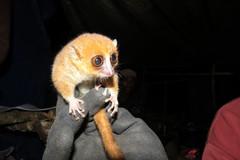Microcebus rufus