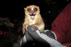 Microcebus rufus