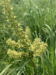 Melanthieae