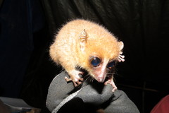 Microcebus rufus