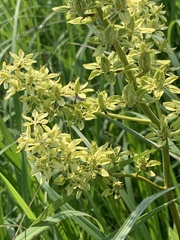 Melanthieae