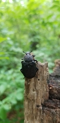 Osmoderma scabra