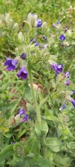 Anchusa officinalis
