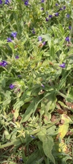 Anchusa officinalis