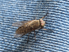 Tabanus nemoralis