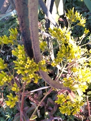 Kalanchoe sexangularis