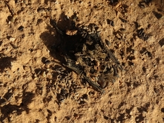 Tadarida brasiliensis