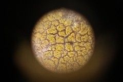 Lecanoromycetes