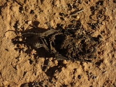 Tadarida brasiliensis