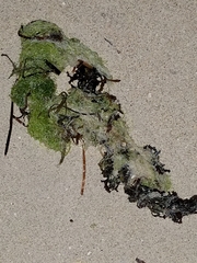 Ulva compressa
