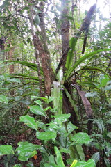 Thamnopteris