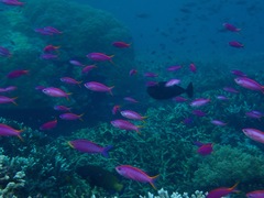 Mirolabrichthys tuka