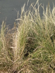 Aristida junciformis