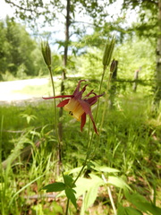 Aquilegia oxysepala