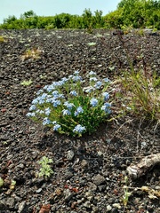 Eritrichium sericeum