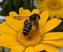 Andrena