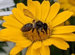Andrena