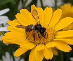 Andrena