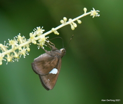 Notocrypta paralysos varians