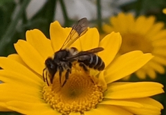 Andrena
