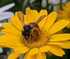 Andrena