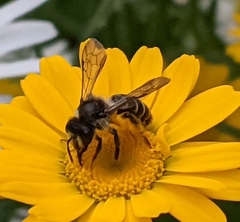 Andrena