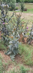 Onopordum acanthium