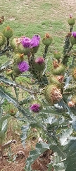 Onopordum acanthium