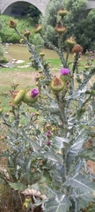 Onopordum acanthium