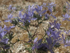 Eriastrum eremicum eremicum