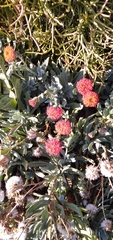 Kleinia fulgens