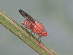 Minettia inusta