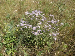 Aster amellus bessarabicus