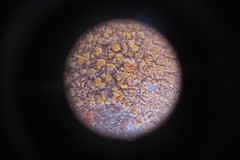 Lecanoromycetes