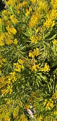 Senecio barbertonicus