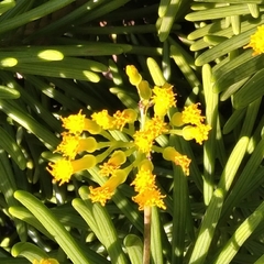 Senecio barbertonicus