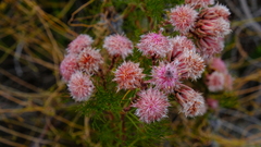 Serruria rosea